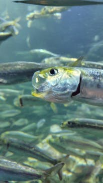 サンシャイン水族館に投稿された画像（2024/12/15）