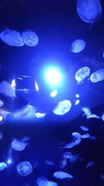 サンシャイン水族館に投稿された画像（2024/12/15）