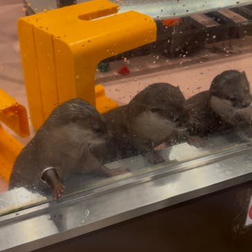 カワウソカフェ®️HARRY浅草店に投稿された画像（2024/12/15）