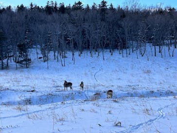 知床ネイチャーガイド星の時間に投稿された画像（2024/12/15）