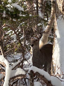 知床ネイチャーガイド星の時間に投稿された画像（2024/12/15）