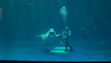 島根県立 しまね海洋館に投稿された画像（2024/12/15）