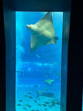 沖縄美ら海水族館に投稿された画像（2024/12/15）