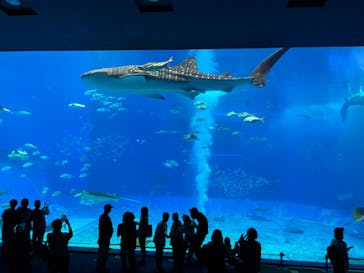沖縄美ら海水族館に投稿された画像（2024/12/15）
