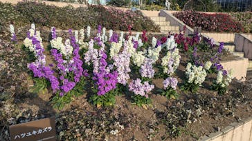 ニューヨークランプミュージアム＆フラワーガーデンに投稿された画像（2024/12/15）