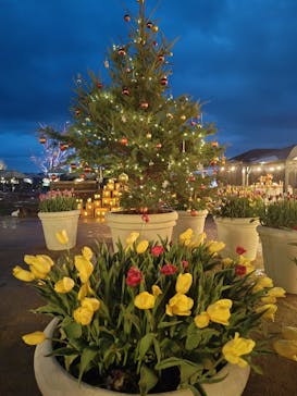 世羅高原農場に投稿された画像（2024/12/15）