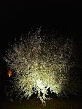 世羅高原農場に投稿された画像（2024/12/15）