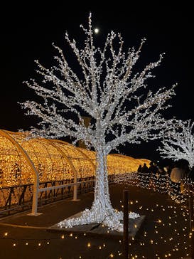 東京メガイルミに投稿された画像（2024/12/15）