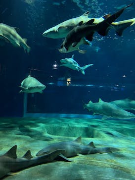 アクアワールド茨城県大洗水族館に投稿された画像（2024/12/15）