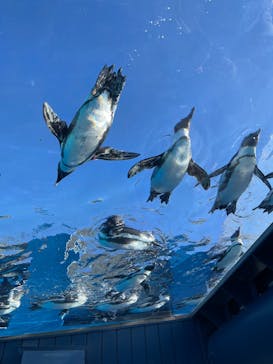 サンシャイン水族館に投稿された画像（2024/12/15）