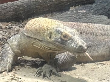 名古屋市東山動植物園に投稿された画像（2024/12/15）