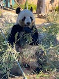 恩賜上野動物園に投稿された画像（2024/12/16）