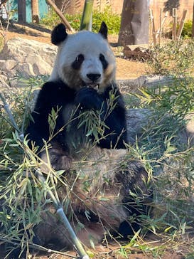 恩賜上野動物園に投稿された画像（2024/12/15）