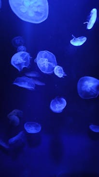 サンシャイン水族館に投稿された画像（2024/12/15）