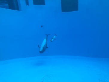 名古屋港水族館に投稿された画像（2024/12/16）