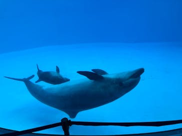 名古屋港水族館に投稿された画像（2024/12/16）