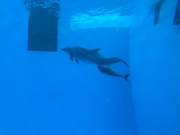 名古屋港水族館に投稿された画像（2024/12/16）