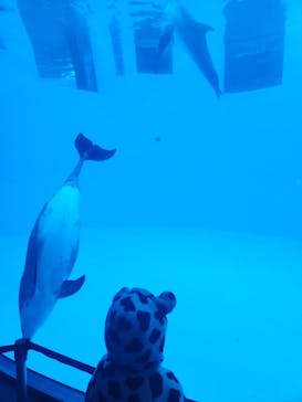 名古屋港水族館に投稿された画像（2024/12/16）