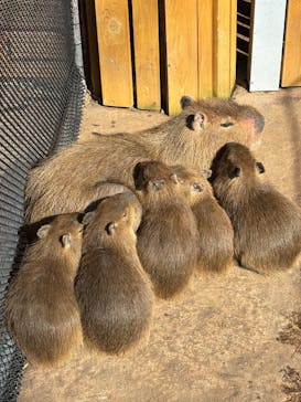 伊豆アニマルキングダムに投稿された画像（2024/12/16）