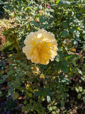 横浜イングリッシュガーデンに投稿された画像（2024/12/16）