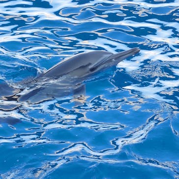 大分マリーンパレス水族館 「うみたまご」に投稿された画像（2024/12/16）