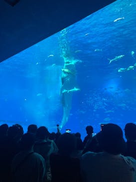沖縄美ら海水族館に投稿された画像（2024/12/16）
