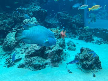 沖縄美ら海水族館に投稿された画像（2024/12/16）
