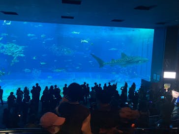 沖縄美ら海水族館に投稿された画像（2024/12/16）