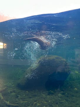 環境水族館アクアマリンふくしまに投稿された画像（2024/12/16）