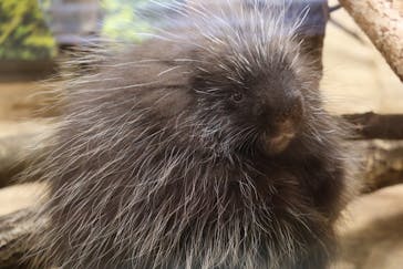 那須どうぶつ王国に投稿された画像（2024/12/16）