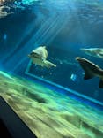 アクアワールド茨城県大洗水族館に投稿された画像（2024/12/16）