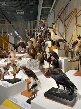 特別展「鳥 ～ゲノム解析が解き明かす新しい鳥類の系統～」国立科学博物館に投稿された画像（2024/12/16）