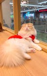 猫カフェモカ　イオンモール水戸内原店に投稿された画像（2024/12/17）