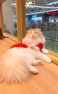 猫カフェモカ　イオンモール水戸内原店に投稿された画像（2024/12/17）