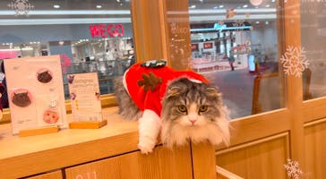 猫カフェモカ　イオンモール水戸内原店に投稿された画像（2024/12/17）
