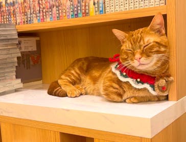 猫カフェモカ　イオンモール水戸内原店に投稿された画像（2024/12/17）