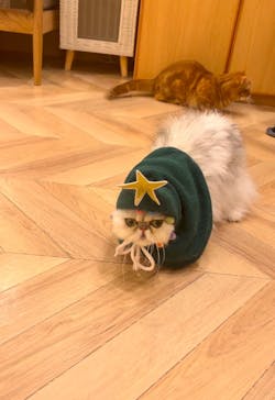 猫カフェモカ　イオンモール水戸内原店に投稿された画像（2024/12/17）