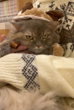 猫カフェモカ　イオンモール水戸内原店に投稿された画像（2024/12/17）