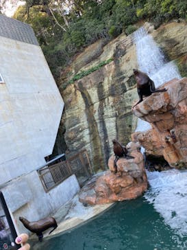 城崎マリンワールドに投稿された画像（2024/12/17）