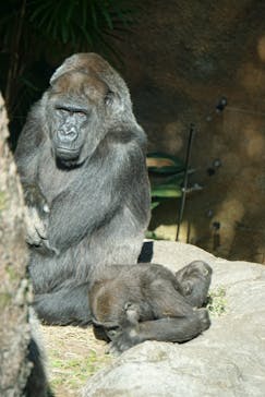 恩賜上野動物園に投稿された画像（2024/12/17）