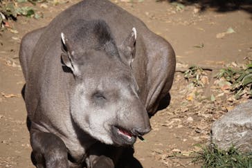 恩賜上野動物園に投稿された画像（2024/12/17）