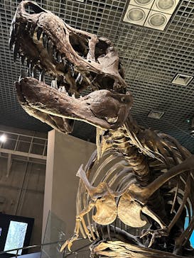 国立科学博物館に投稿された画像（2024/12/17）