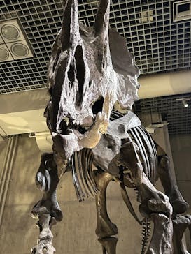 国立科学博物館に投稿された画像（2024/12/17）