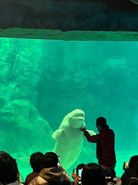 名古屋港水族館に投稿された画像（2024/12/17）