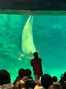 名古屋港水族館に投稿された画像（2024/12/17）