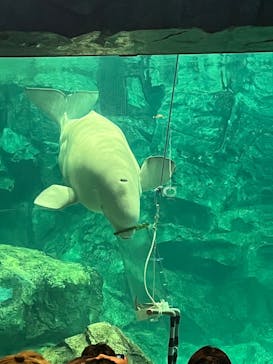 名古屋港水族館に投稿された画像（2024/12/17）
