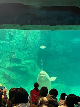 名古屋港水族館に投稿された画像（2024/12/17）