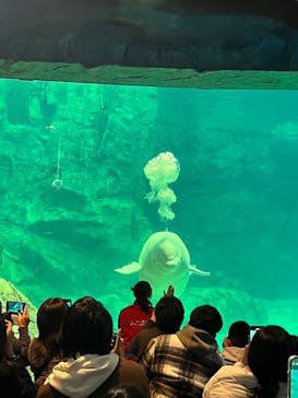 名古屋港水族館に投稿された画像（2024/12/17）