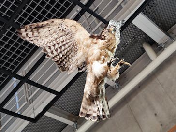 特別展「鳥 ～ゲノム解析が解き明かす新しい鳥類の系統～」国立科学博物館に投稿された画像（2024/12/17）
