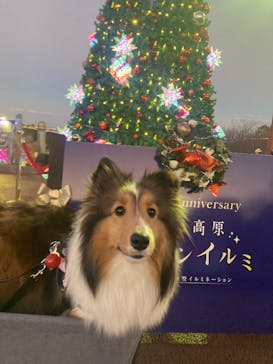 伊豆高原グランイルミに投稿された画像（2024/12/17）